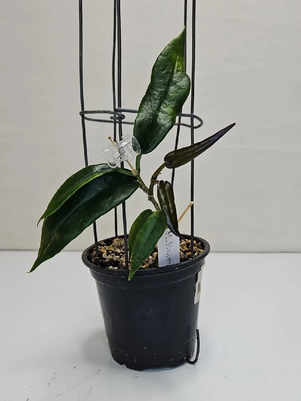 Dark Green Hoya KAIMUKI Indoor Potted Plant with Support Cage